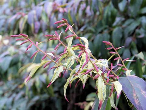 Leucothoe fontanesiana