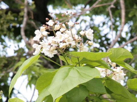 Catalpa bignonioides