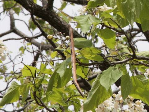 Catalpa bignonioides