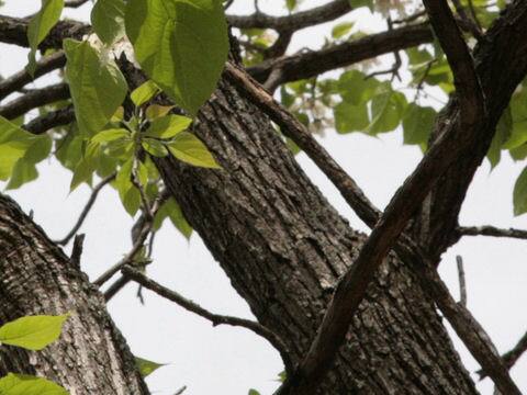 Catalpa bignonioides