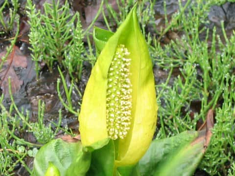 Lysichiton americanum