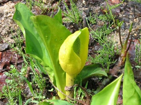 Lysichiton americanum