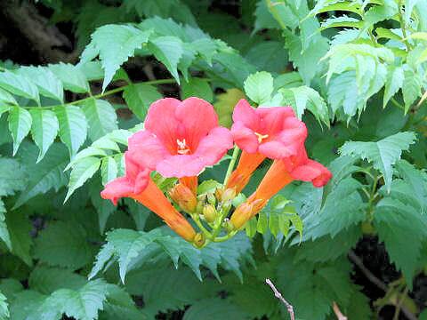 Campsis radicans