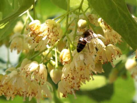 Tilia americana