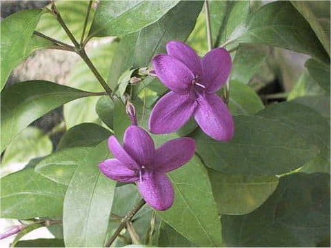 Pseuderanthemum laxiflorum