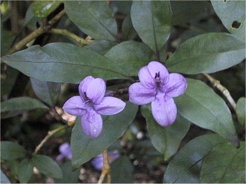 Pseuderanthemum laxiflorum