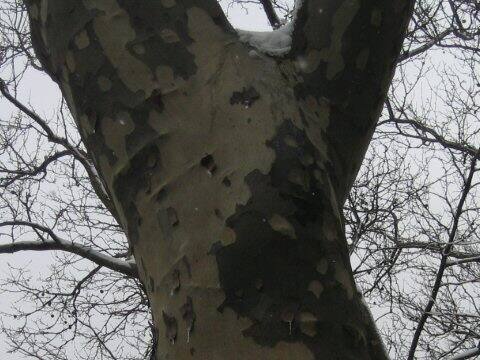 Platanus occidentalis