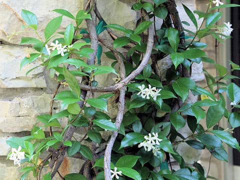 Trachelospermum difforme