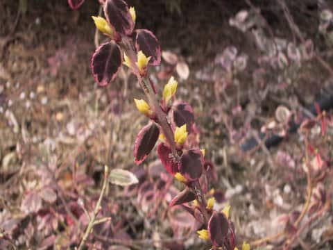 Euonymus fortunei var. radicans