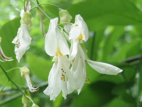 Cladrastis lutea