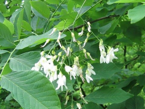 Cladrastis lutea