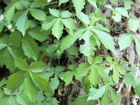 Parthenocissus quinquefolia