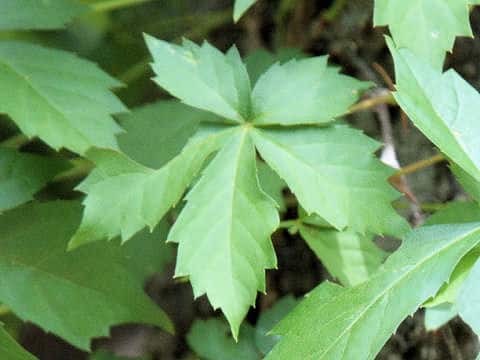 Parthenocissus quinquefolia
