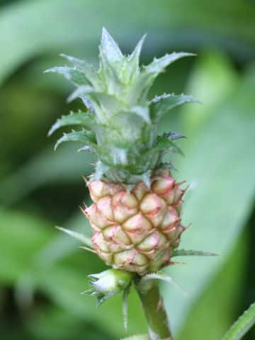 Ananas nanus