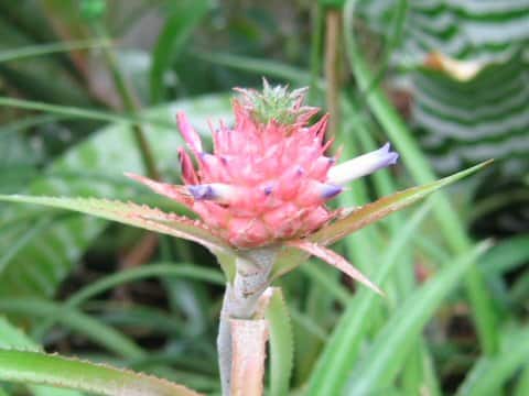Ananas nanus