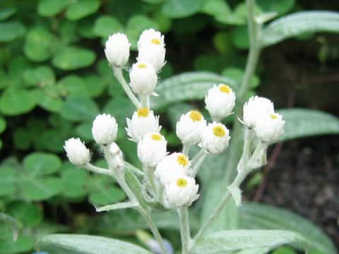 Anaphalis triplinervis