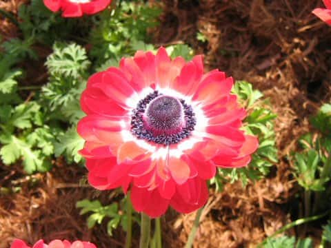 Anemone coronaria