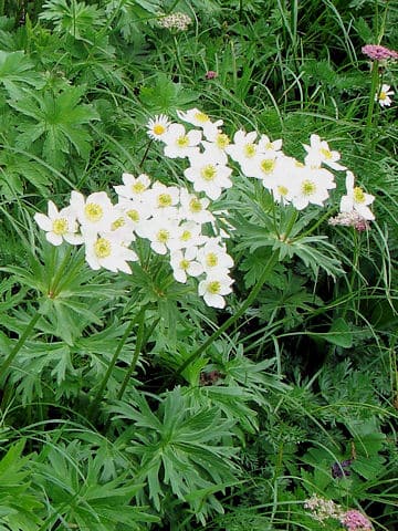 Anemone narcissiflora