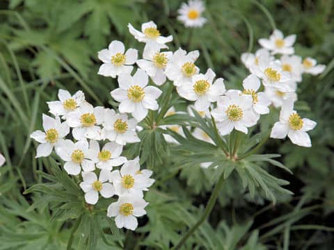 Anemone narcissiflora