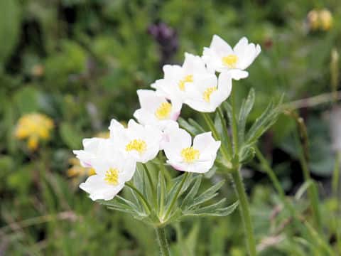 Anemone narcissiflora