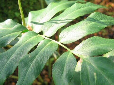 Anemia phyllitidis