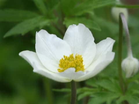 Anemone sylvestris