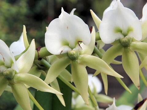 Angraecum eburneum