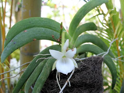 Angraecum leonis