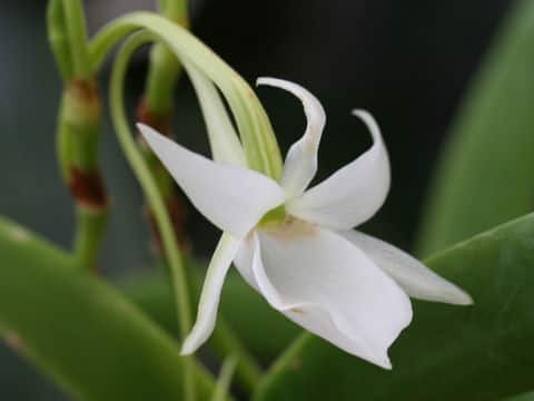 Angraecum leonis