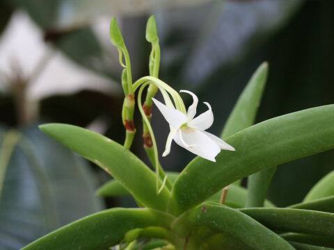 Angraecum leonis