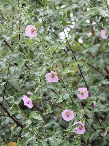 Anisodontea malvastroides