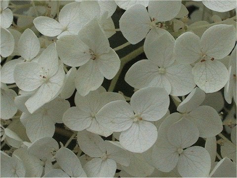 Hydrangea arborescens cv. Annabelle