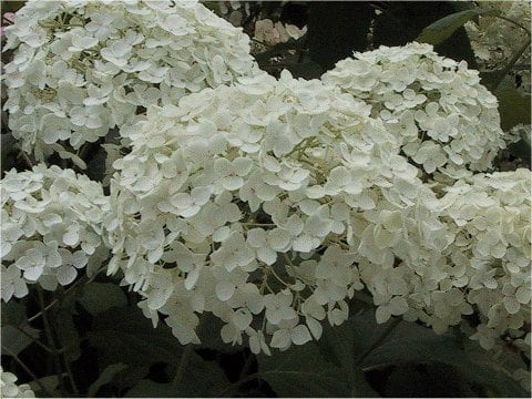 Hydrangea arborescens cv. Annabelle