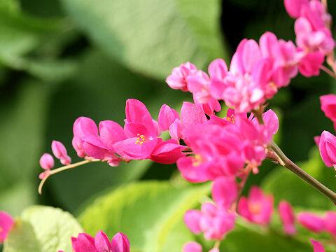 Antigonon leptopus