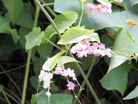 Antigonon leptopus