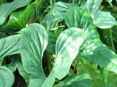 Anthurium longifolium
