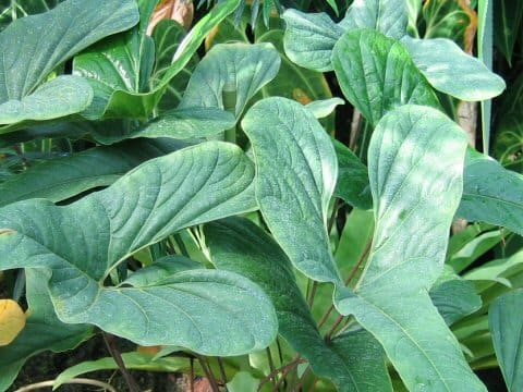 Anthurium longifolium