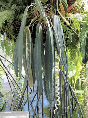 アンスリウム・ウェンドリンゲリ (Anthurium wendlingeri)