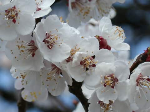 Prunus armeniaca