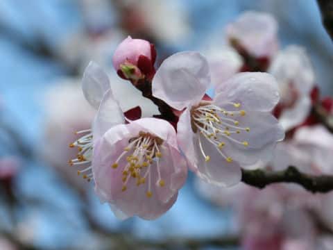 Prunus armeniaca cv. Mochi-Anzu