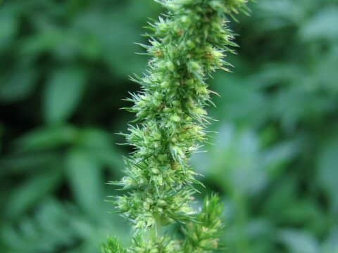 Amaranthus retroflexus