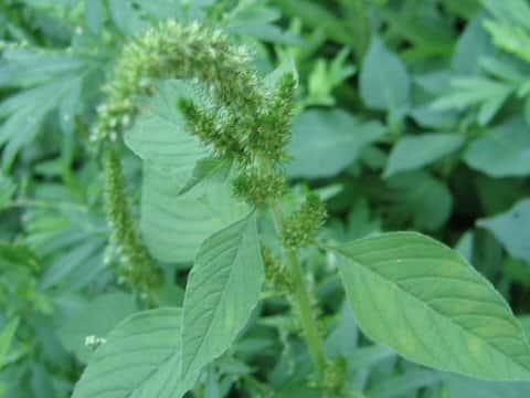 Amaranthus retroflexus