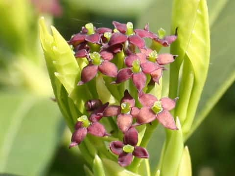 Aucuba japonica