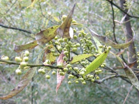 Litsea citriodora