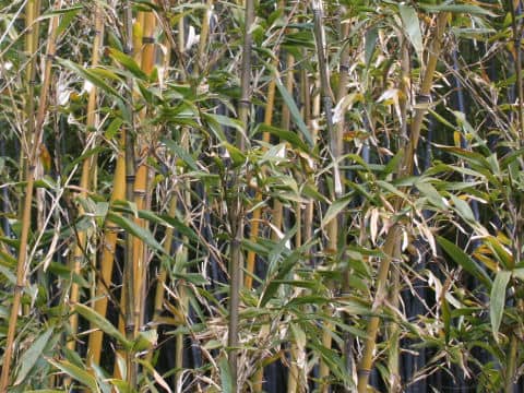 Semiarundinaria fastuosa var. viridis