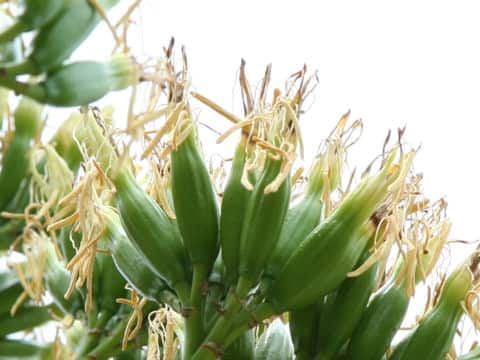 Agave americana