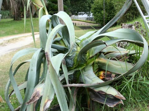 Agave americana