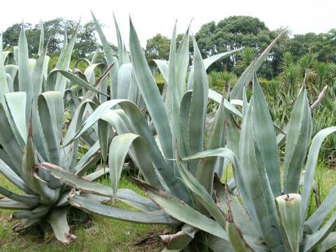Agave americana