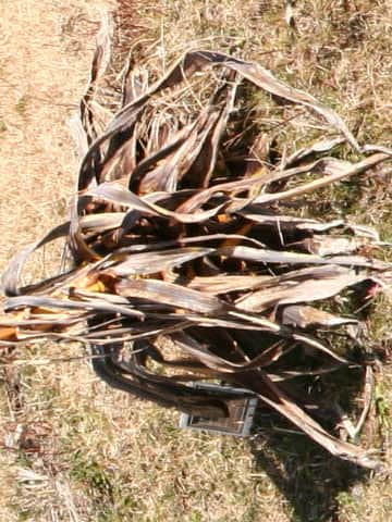 Agave americana