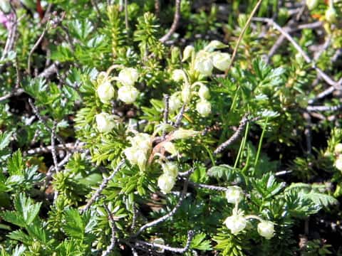 Phyllodoce aleutica